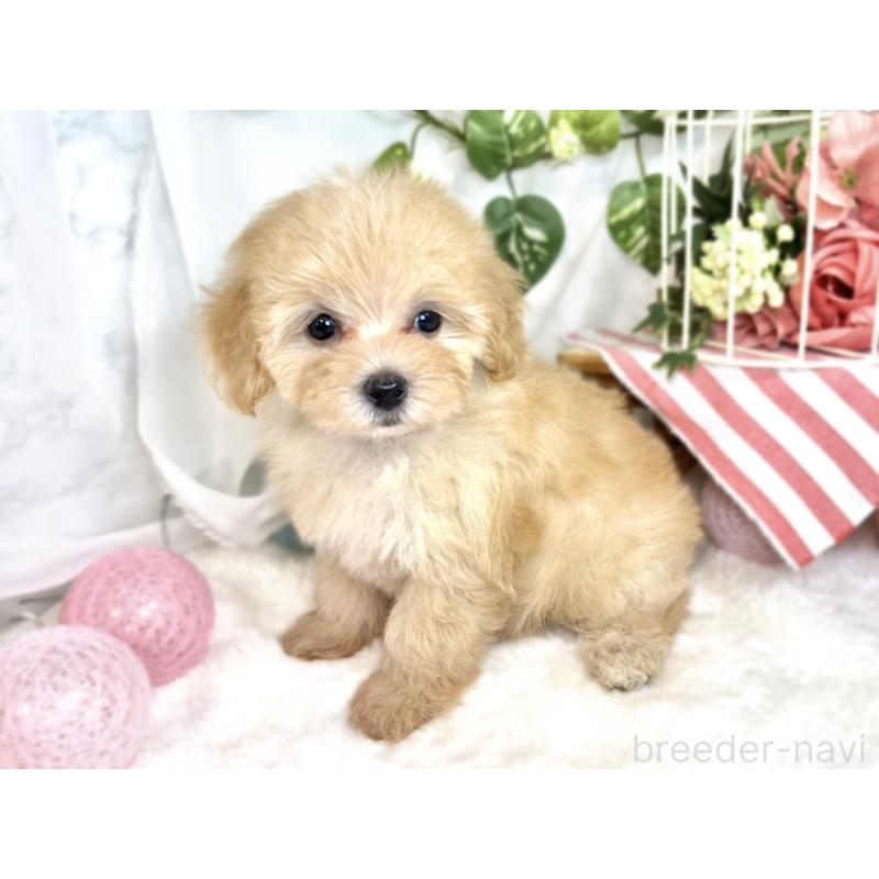 成約済の滋賀県のマルプー:マルチーズ×トイプードル-411750の3枚目